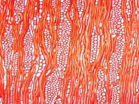 Tangential section